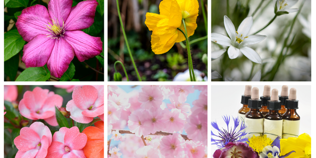 terapia florar